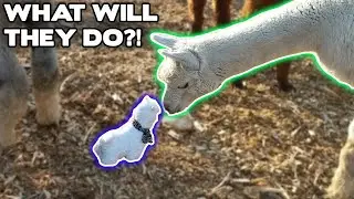 ALPACAS REACT to Stuffed Alpaca Toy | Fancying Up Our Chicken Coops