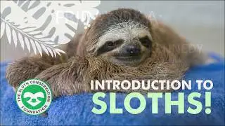SLOTH FACTS for KIDS 🦥 webinar w/ Sarah + a WILD SLOTH!
