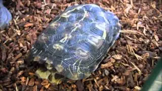 Pancake Tortoises