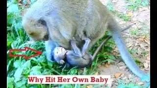 Because Of  Hungry Milk Skinny Baby Daniela Bit Mum Nipple Do Mum Angry | Why Mum Bit Her Own Baby