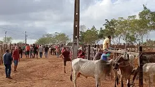 NA FEIRA DO GADO DE LIMOEIRO PERNAMBUCO 22 DE JANEIRO 2026