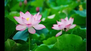 အရှင်သိရီကဥ္စနာဘိဝံသ 19.1.2026  အရုဏ်ဆွမ်းတရားတော်