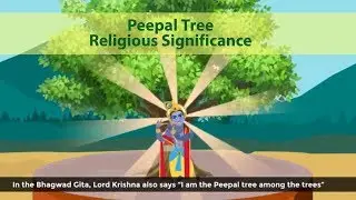Peepal tree religious importance  (Ficus Religiosa)
