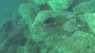 Minas Jr's 1st Rofos (Skyros)