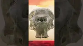 A Myth Born From An ACTUAL PREHISTORIC SKULL.. Interpreted Out Of Context | The Cyclops | #Shorts