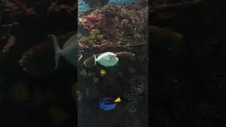 Whitemargin Unicorn Fish | #Shorts | Cool Places