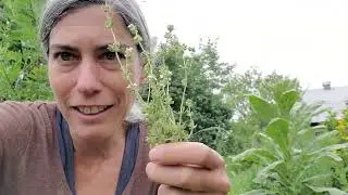 A Few Respiratory Herbs to Help Breathe Freely & Deeply