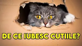De Ce Pisicile Iubesc Cutiile? Motive Surprinzatoare!