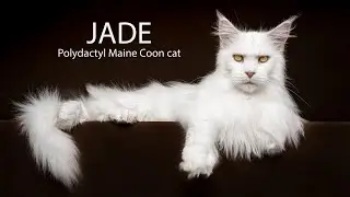Marvelous Maine Coon | Exploring the World of Polydactyl Cats!