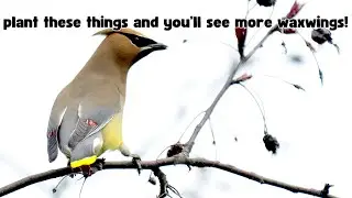 5 Things That Will Attract Cedar Waxwings
