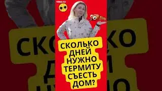 За сколько дней термиты съедят мой дом в Калифорнии? #termites #shorts #realestate #realtor