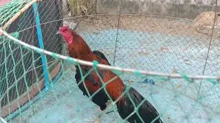 ทวนไก่เชิงพนัส