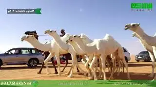 الفحل وإنتاجه للمالك سالم بن عبدالله بن مطر السمي البقمي