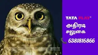 TATA PLAY DTH DHAMAKA offer and Recharge Best Offer 