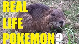 REAL LIFE POKEMON? Swamp Rat Nutria Coypu! Invasive Species!