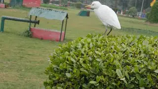 Winter birding at company garden part 1 | Abeer and animals