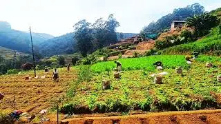Harvesting potatoes in Nuwara Eliya.