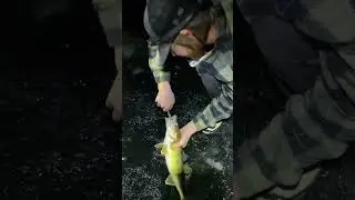 Walleye Chokes Shiner While Tip Up Fishing