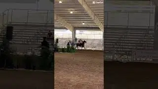 I am so proud of this little girl I got reserve champion twice🥹❤️🥹❤️#horse #equestrian #scarlet ￼￼