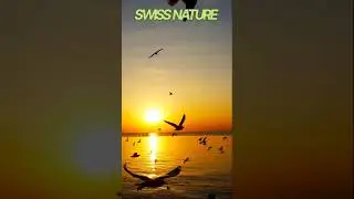 Incredible Swiss Nature Moments