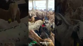 Goats Feeding in Line | Alpha Livestock Feeding System