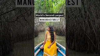 World&rsquo;s Second Largest Mangrove Forest 🍃 #travelshorts #pichavaram #tamilnadutourism #pondicherry
