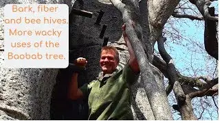 Bark, Fibre and Bee Hives. More Wacky Uses of the Baobab Tree.