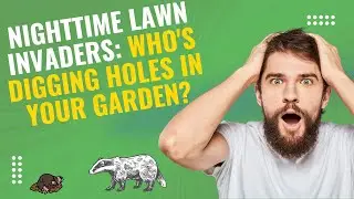 Nighttime Lawn Invaders  Who's Digging Holes in Your Lawn