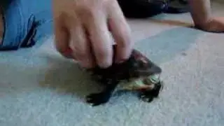 Tickling my turtle