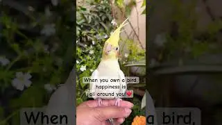 #shorts #foryou #parrots #birds #pets #cockatiel #viralvideo #loro #linda #like  #youtubeshorts#fyp