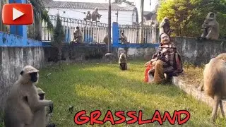 Greenland | Monkey Love | Animal Lover | Monkey feeding | Monkey Kids | Unconditional Love 