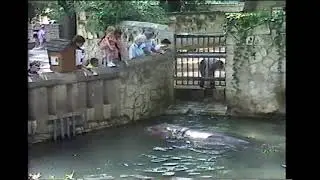 1991 June 10 Zoo