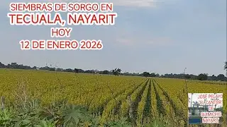 SIEMBRAS DE SORGO Y FRIJOL EN TECUALA, NAYARIT 12 DE ENERO 2025