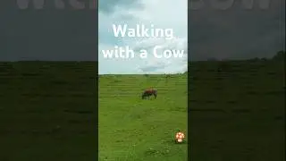 Field Walking | Enjoy the field mood. #field #travel