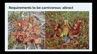 Plant Taxonomy 13a1 - Carnivorous plants