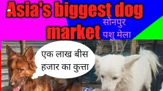 Dog market sonpur mela💖💖💖।कुत्ता बाजार सोनपुर  मेला।😺😸😼😻