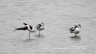 20251217 American Avocet