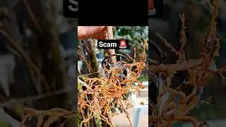 Nursery plant scam exposed #shorts #nursery #scam #gardening #nature