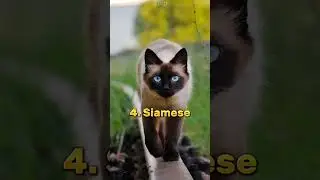 Top 10 Most Beautiful Cat Breeds In The World 😍   #shorts #beautiful #cat #swaggypk