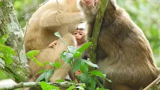 Anita Sleep on the Tree Take Care Adopted Rex Baby Monkey! Rose Now Don't Scared Anita Kidnapped