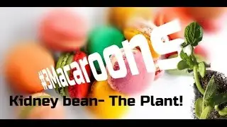 ThreeMacaroons- Bedtime games!