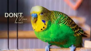 Budgie Growth Stages | Day 194 of Babies Time lapse🐦