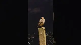 Achei que essa coruja queria fazer amizade #aves #coruja #p&aacute;ssaro