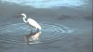 Great Egret Catches and Gulps Down a Large Fish