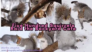 Five Hundred Squirrels Raid the Backyard Cafe