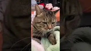 The cute moments of your cat#Tabby cat#Record the daily life of cats#Me and my cat