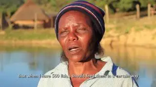 Smallholder Farmers Diversify into Fish Farming