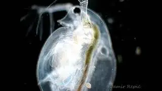 Water flea