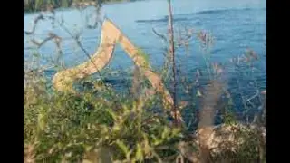 A Woodland Walk with Celtic Harp Music -- 