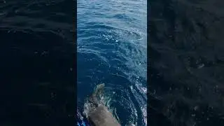 I always love seeing Queen Tiger Shark Nikki and her enthusiastic greetings 😂
